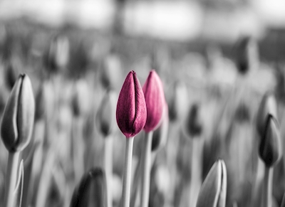 Twin tulipaner I