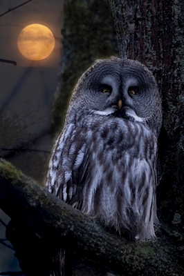 Owl in moonlight