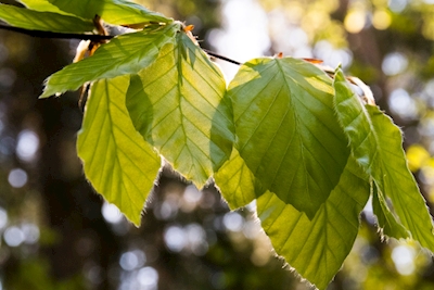 Beech leaves in spring sun