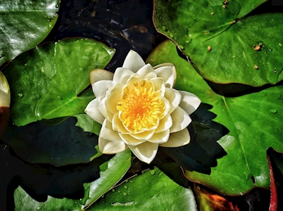 Colourful Waterlily
