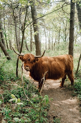 Forest-Cow