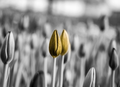 Tvilling tulipaner IIIII