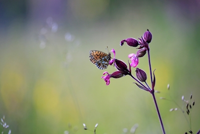 Le papillon et la fleur