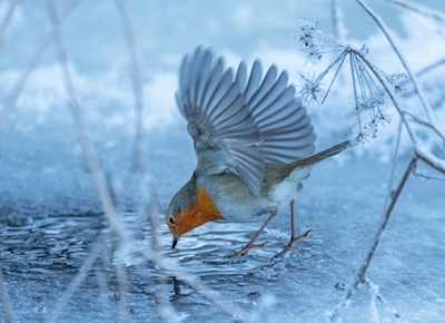 Robin in winter cold