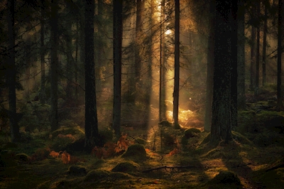 Forest in backlight