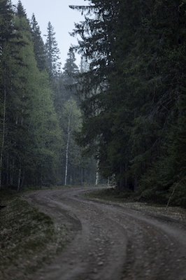 FOREST ROAD