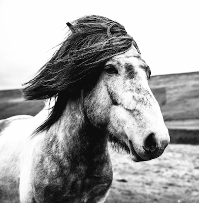 Kůň ve větru
