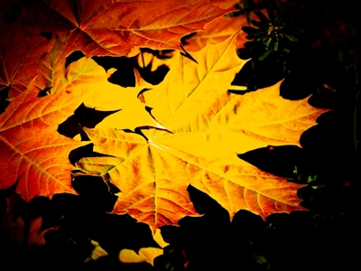 Goldene Blätter .