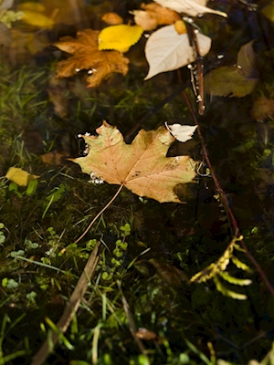Javorový list ve vodě