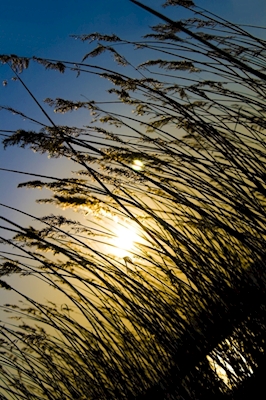 Reed at Sunset