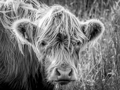 Skotsk højland kvæg 