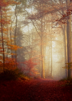 Skogsstig på hösten