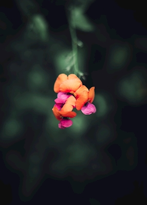 Blumen-Trauben