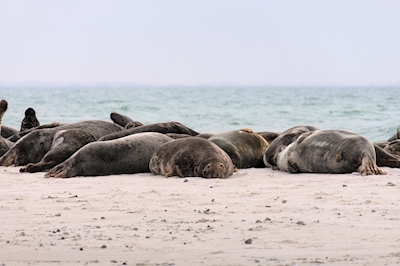 Seals On The Winter Beach