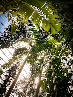 paradise among palm trees
