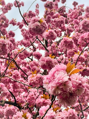 Temps des cerisiers en fleurs