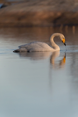 Reflective whooper swan