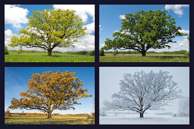 Le chêne en quatre saisons