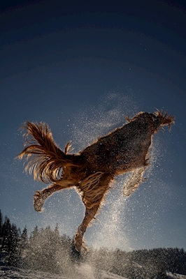 Joy jump of a dog