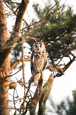 Mother Horned Owl
