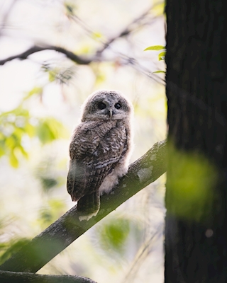 Tawny Owl Child