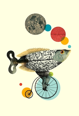 Biker fish