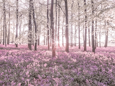 Pink Bluebell Wood