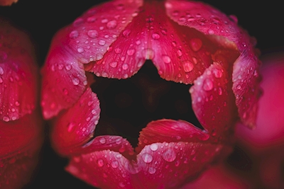 Tulip and water drops