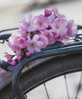 Cherry blossom on bike