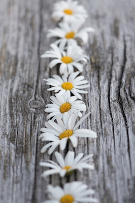 Daisies in a row