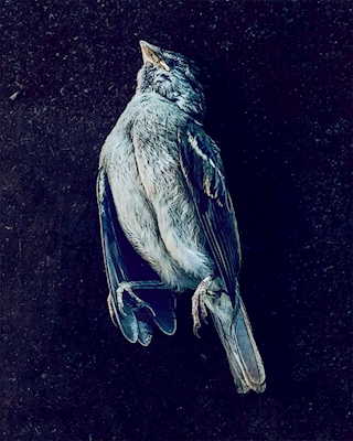 Pájaro caído