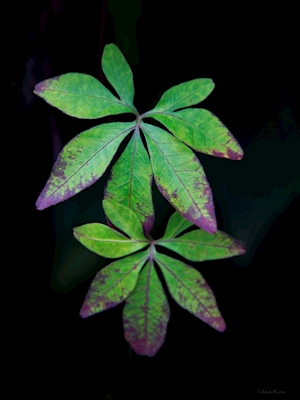 SM - Purple Leaves 01