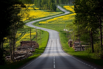 The Road to Summer