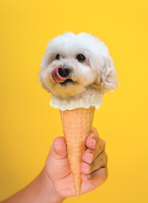 Crème glacée pour chien