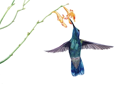 Blue humming bird
