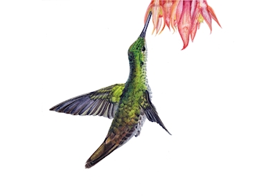 Colibri fuchsia