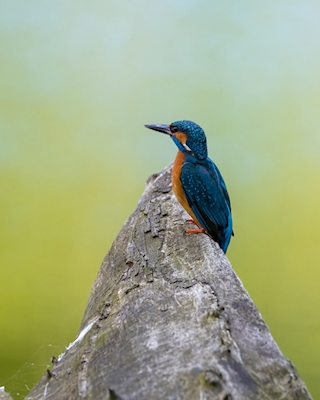 common kingfisher side view