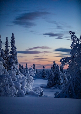 Winterland (Inverno)