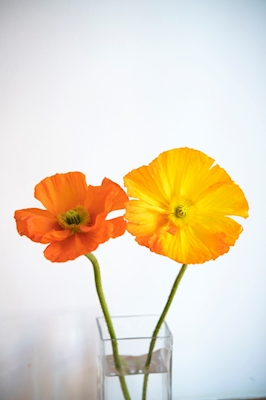 Deux fleurs