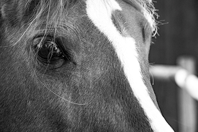 Horse close up