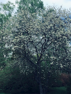Tree of spring