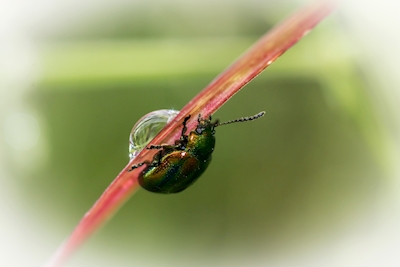 beetle and dewdrop