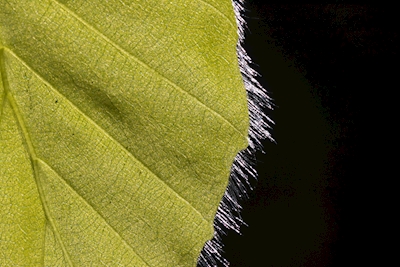 Backlit beech leaf
