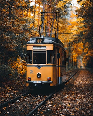 Tram in the forest