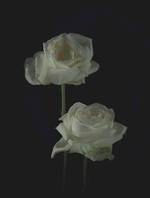 White roses in the dark