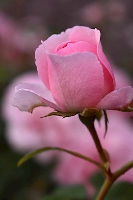 juste une fleur rose
