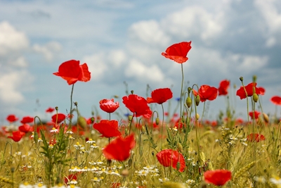 Red Poppies on the field edge