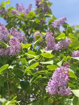 Lilac in the sunshine