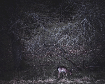 Gamo cervo na floresta escura