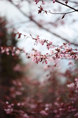 Kirsikkapuu •